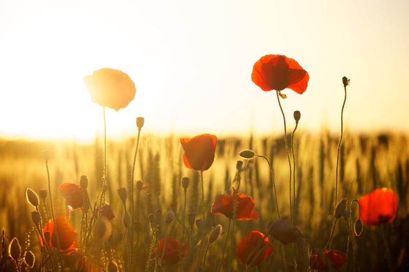 Customized planting solutions